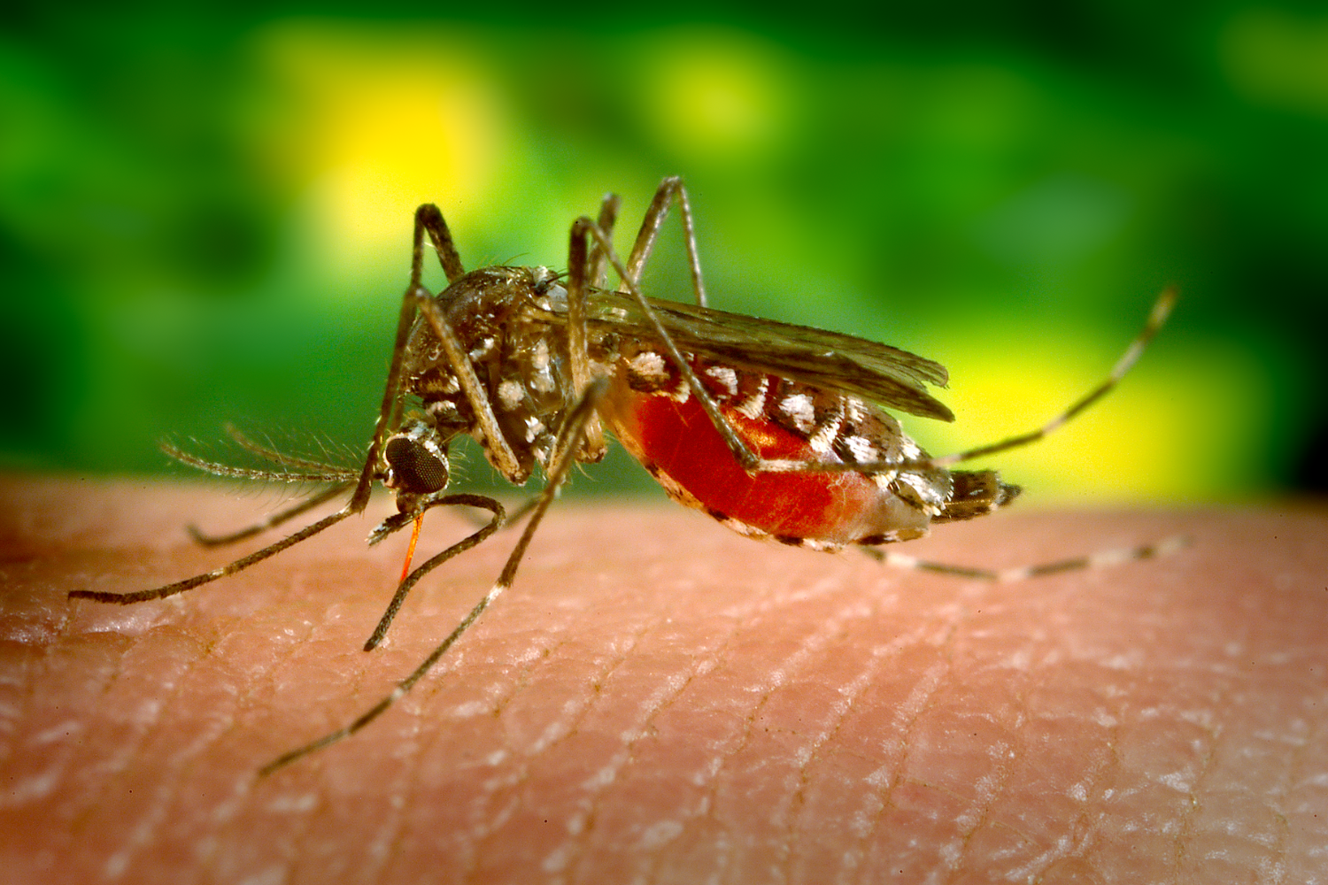 mosquito on skin feeding