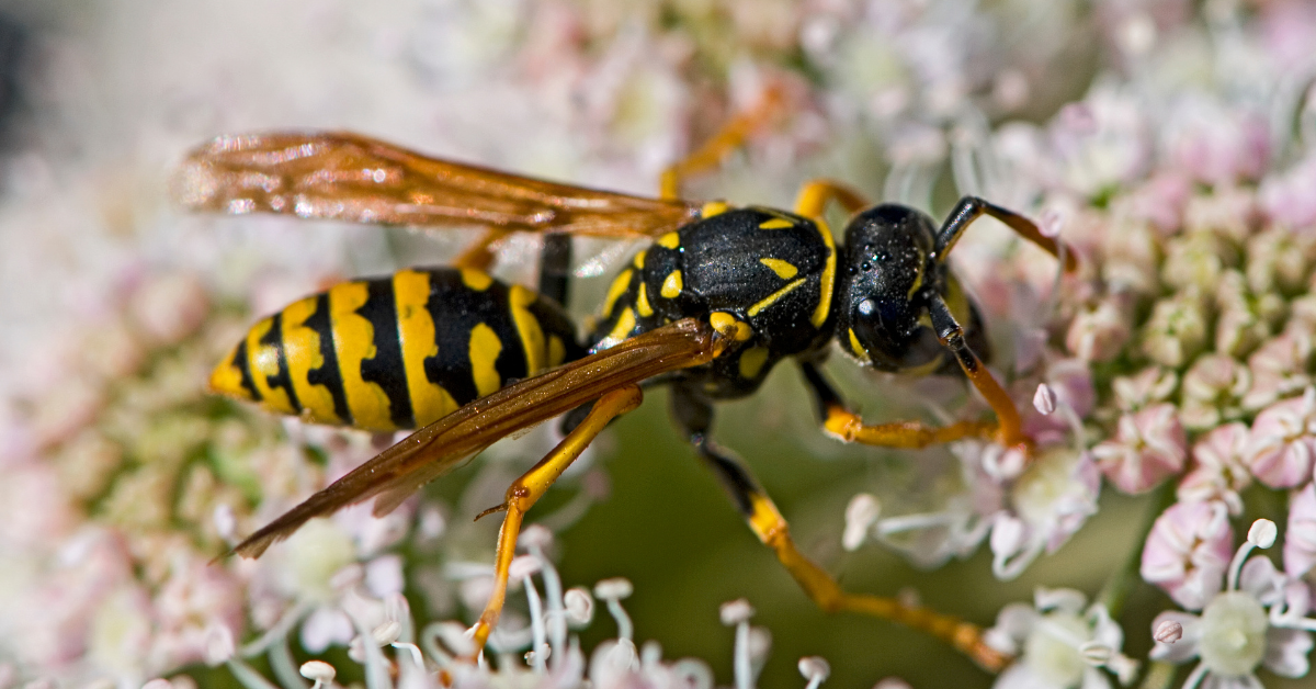 wasp drinking nectar from 
