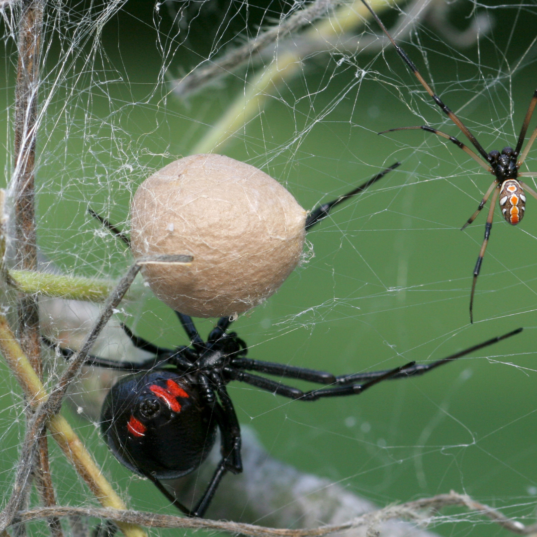 female black widow spider and egg sac