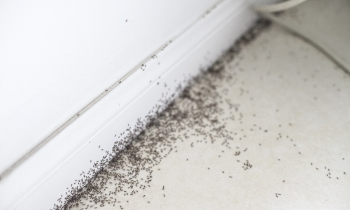 tiny ants inside a home