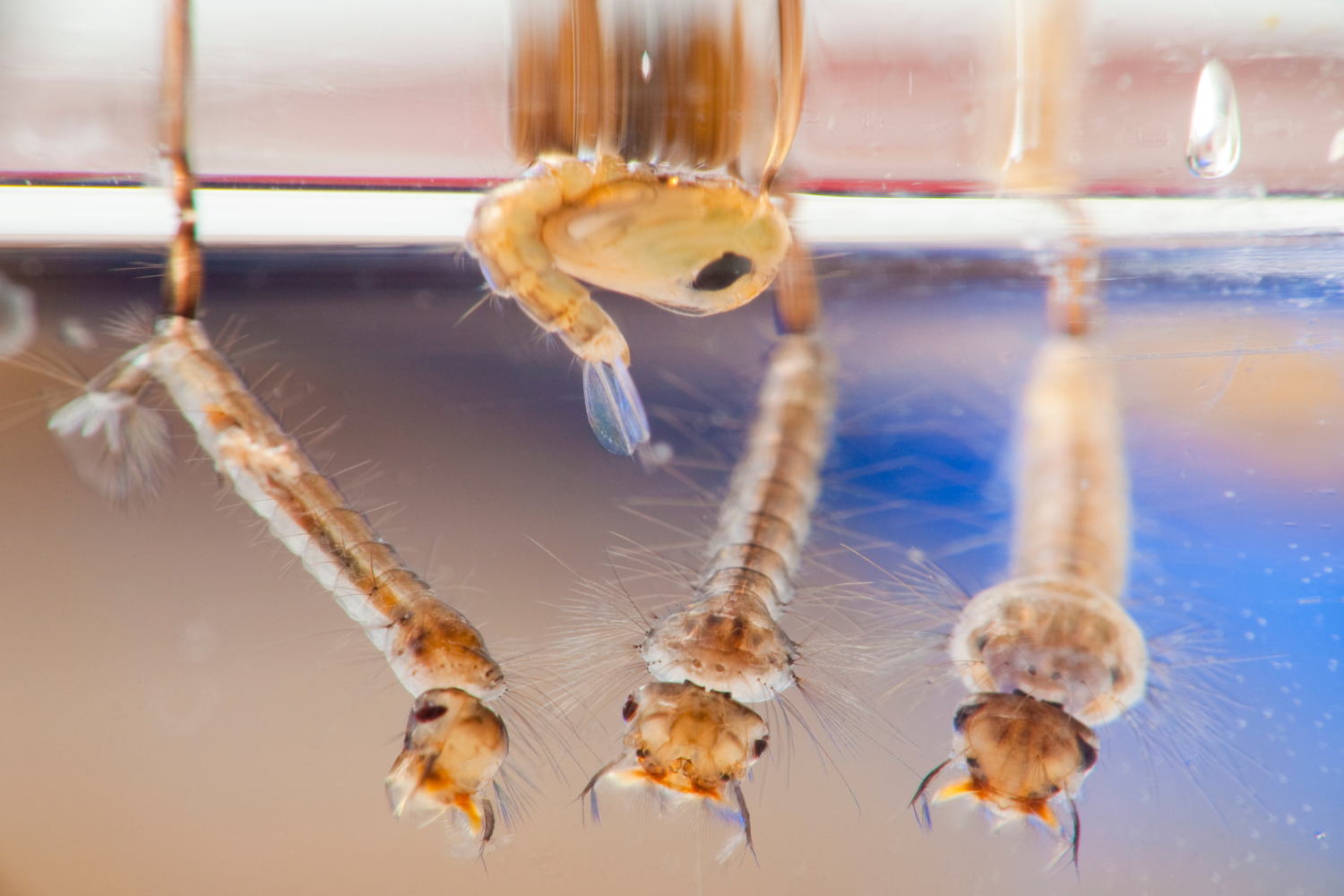 mosquito larvae and pupae