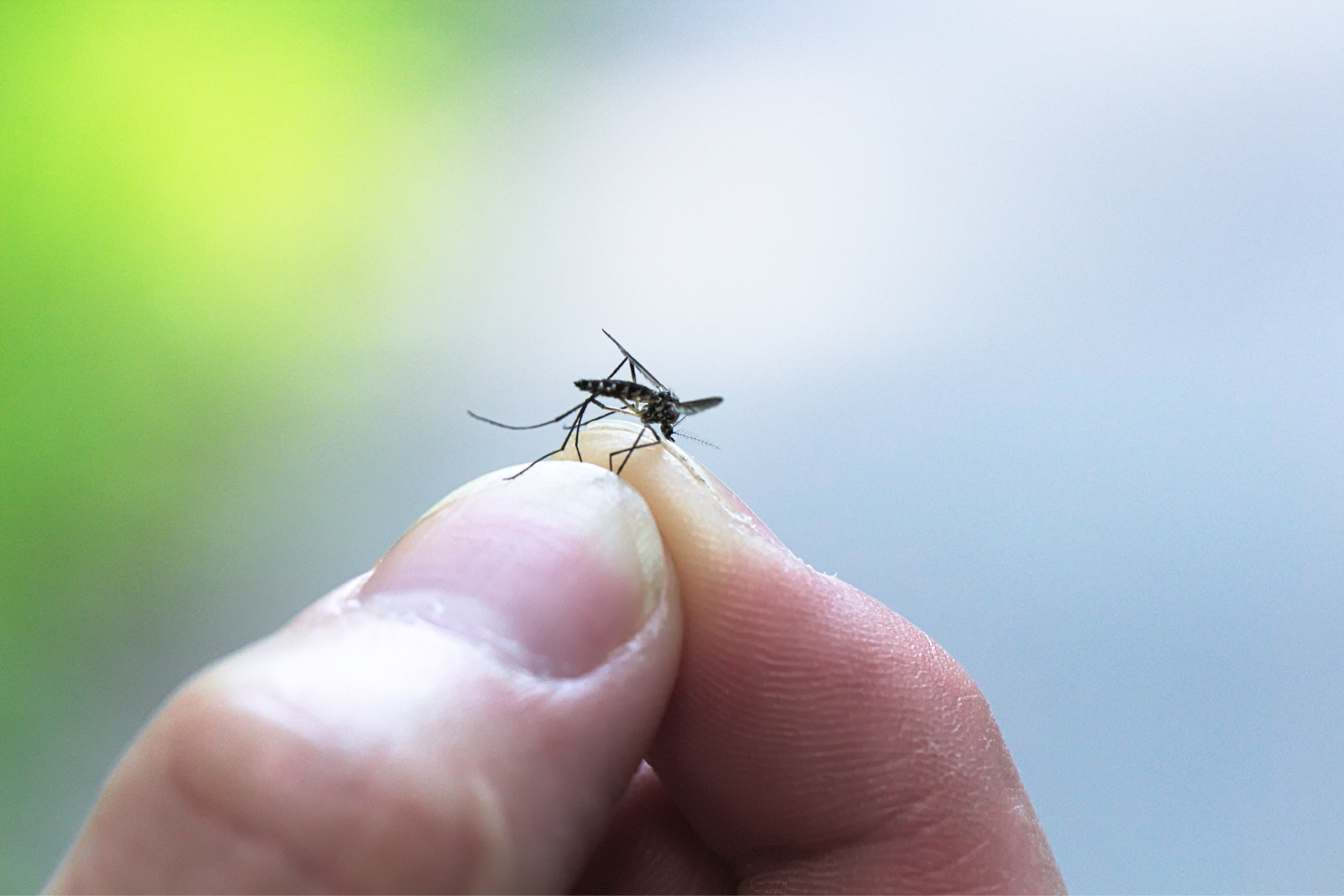 mosquito held between finger and thumb