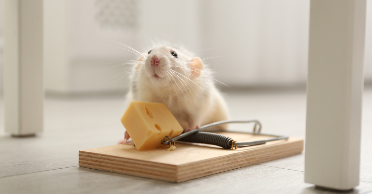 sneaky mouse stealing a piece of cheese