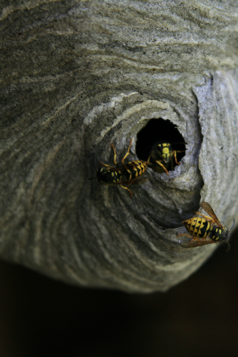 wasp nest with wasps moving in and out