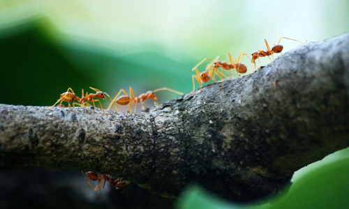 ants running across a branch