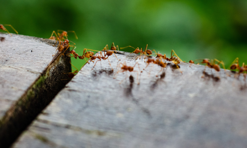 close up of ants running across a deck