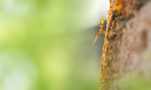 a single ant climb on a tree